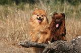 SPITZ ALLEMAND 454
